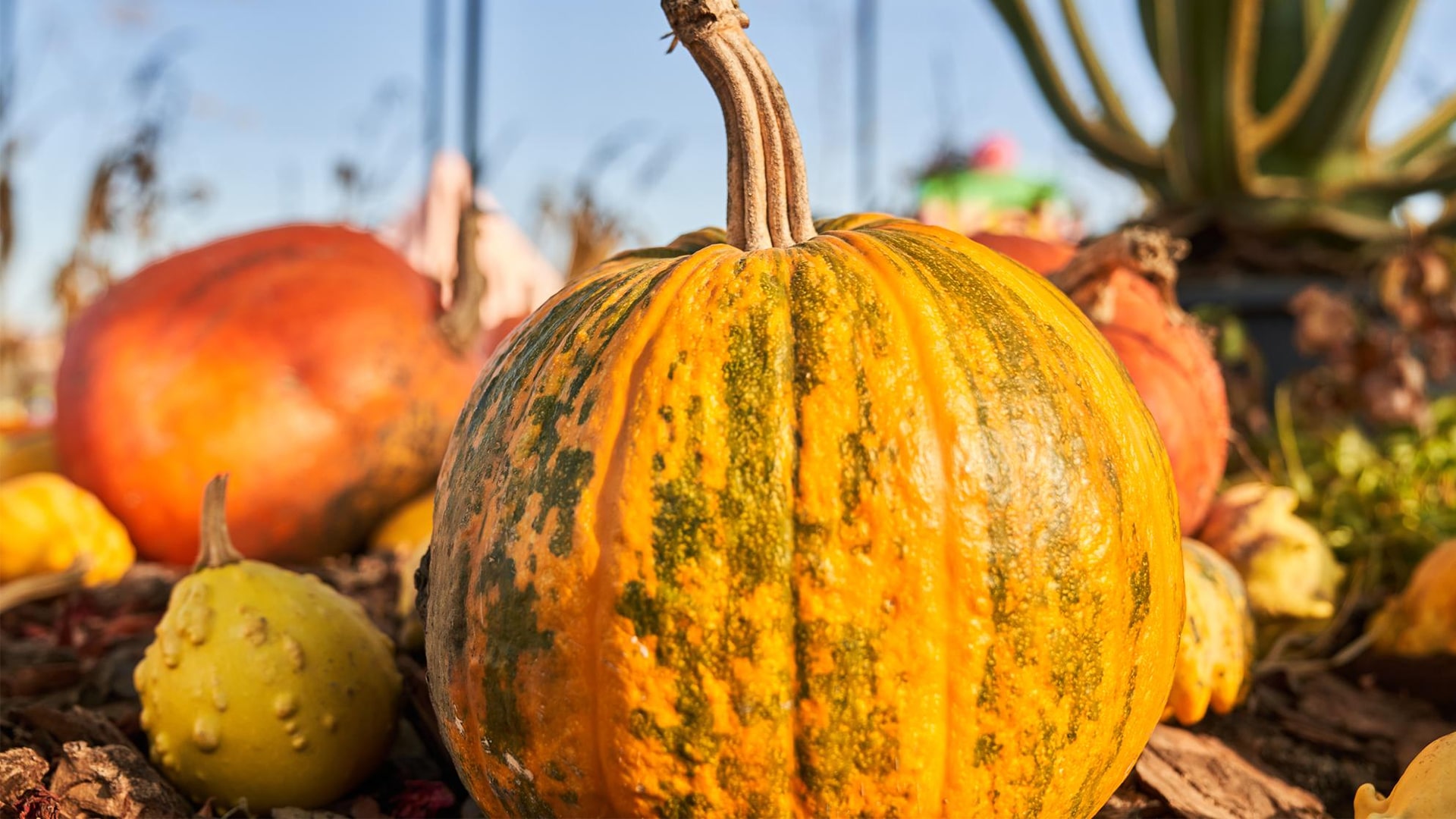 CUCURBITS