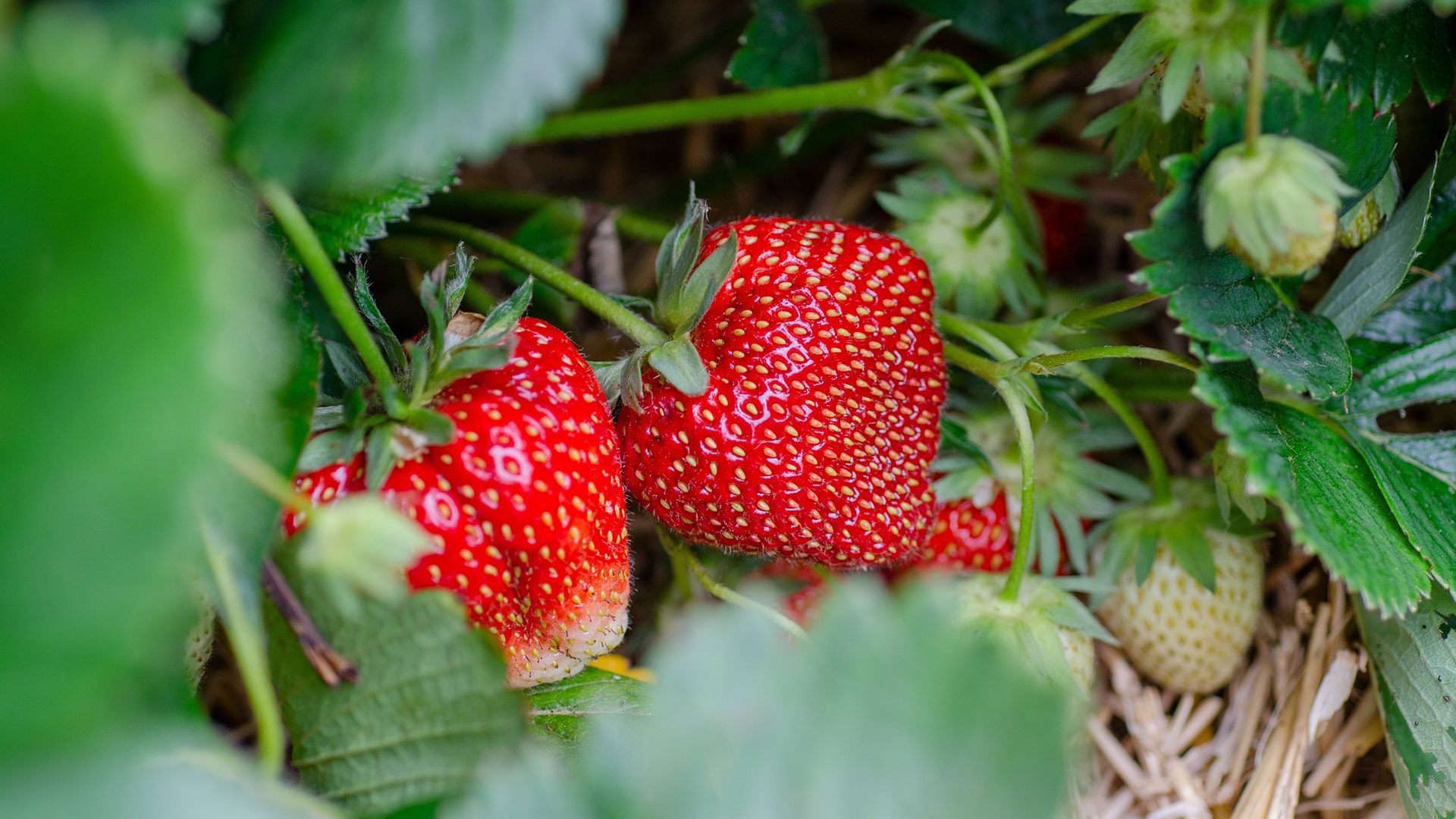 strawberries